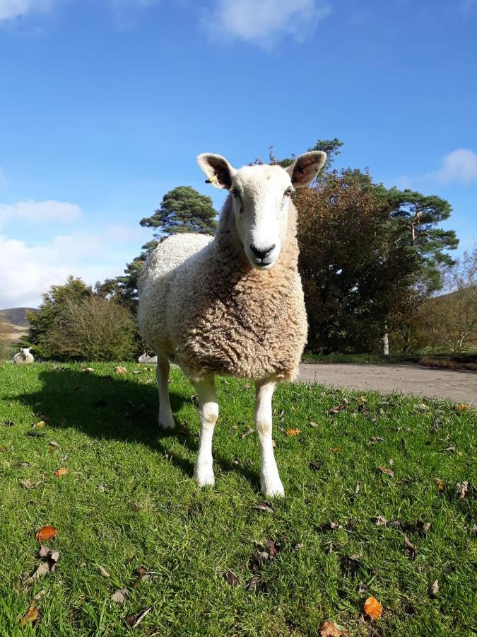 Beautiful Traditional Secluded Country Cottage Sanquhar Eksteriør bilde